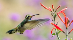 Flying hummingbird 7, U.S.